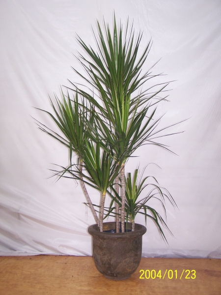 dracaena margianata